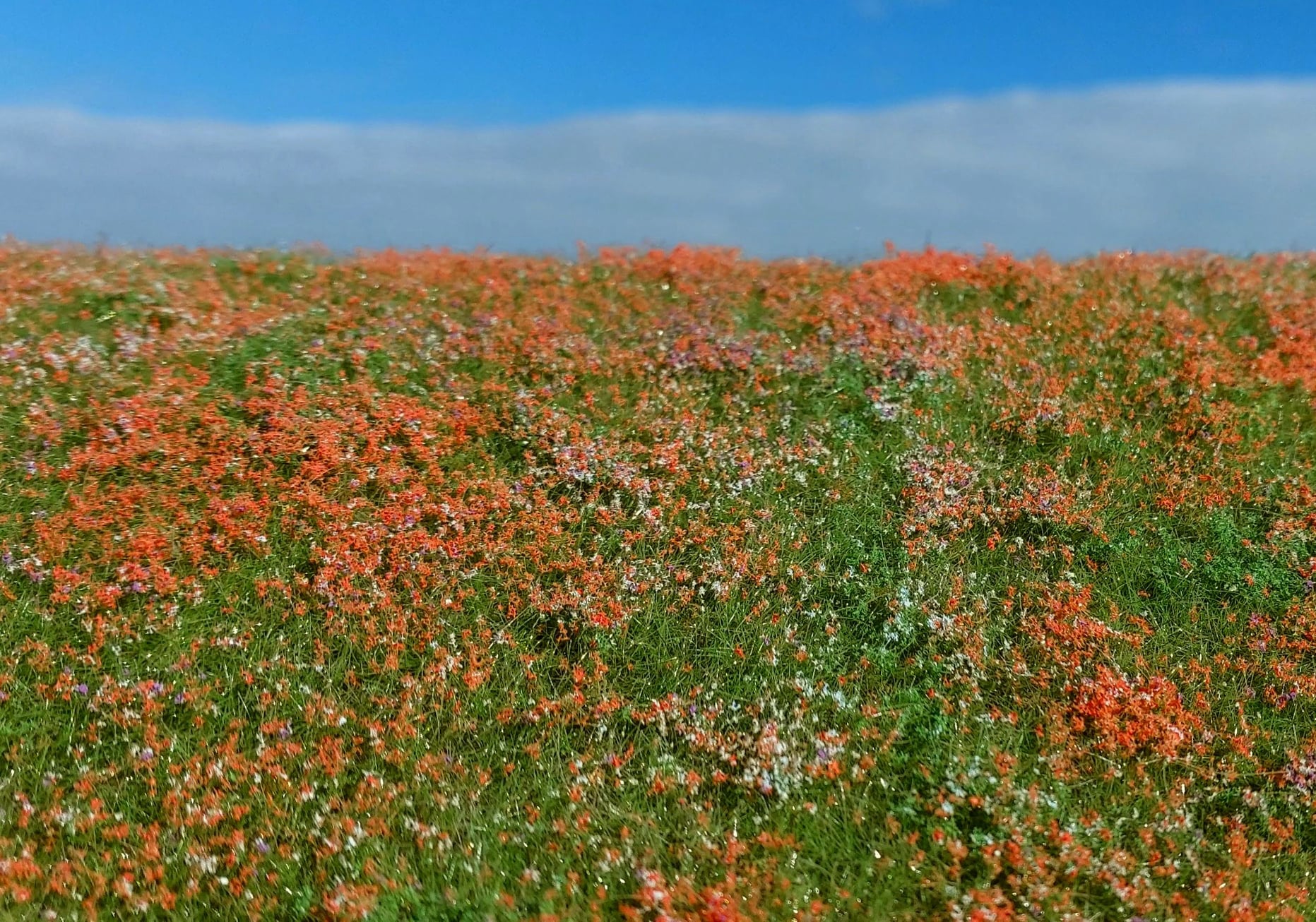 Blooming meadow - Poppies (18x28cm)