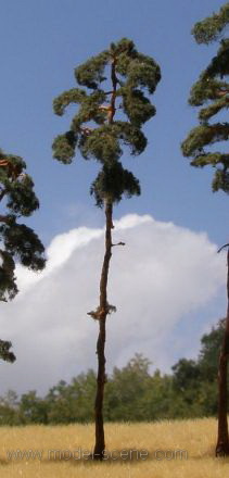 Pine-tree (180-220mm)