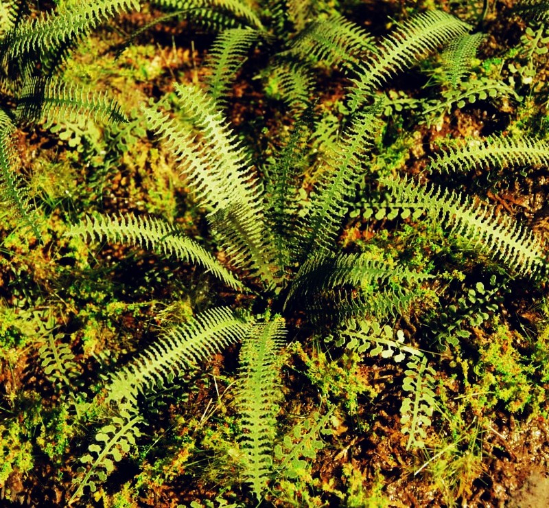 Tropical Fern - Click Image to Close