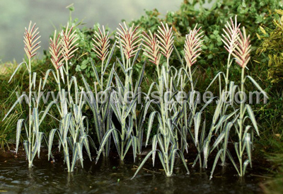 Reeds (12pc)