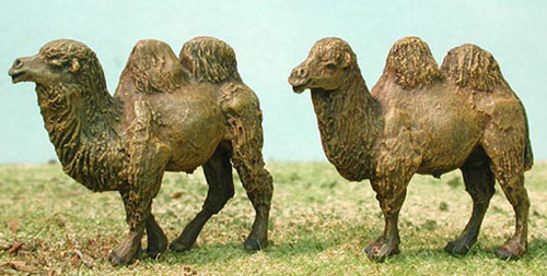 Asian Camels